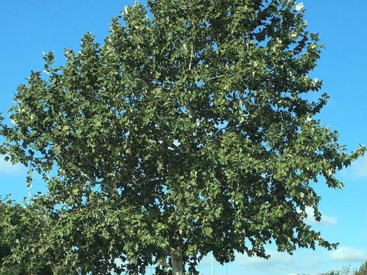 🌳 Mexican Sycamore Trees 5 Gal 🌳