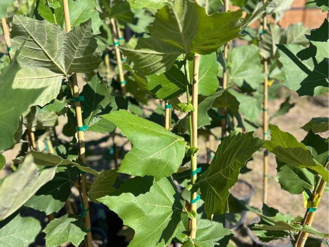 🌳 Mexican Sycamore Trees 5 Gal 🌳